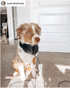 Dog with A-T headphones around neck