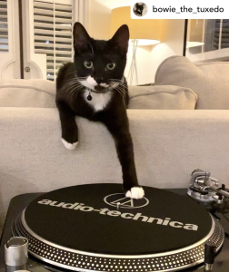 Black cat with A-T Turntable